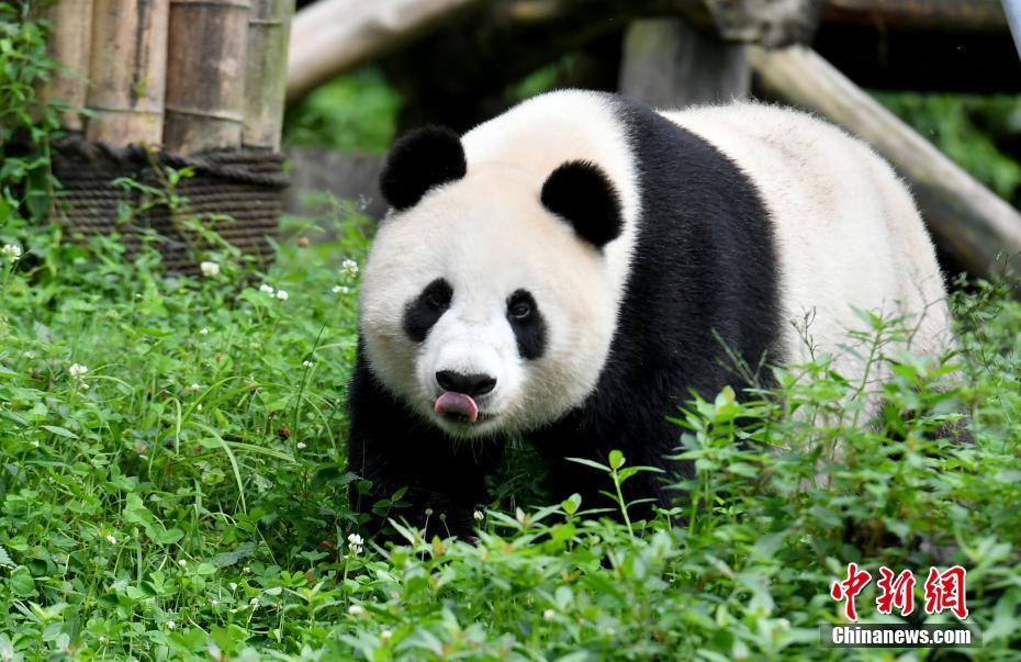 海归大熊猫母子“白云”“小礼物”健康状况良好