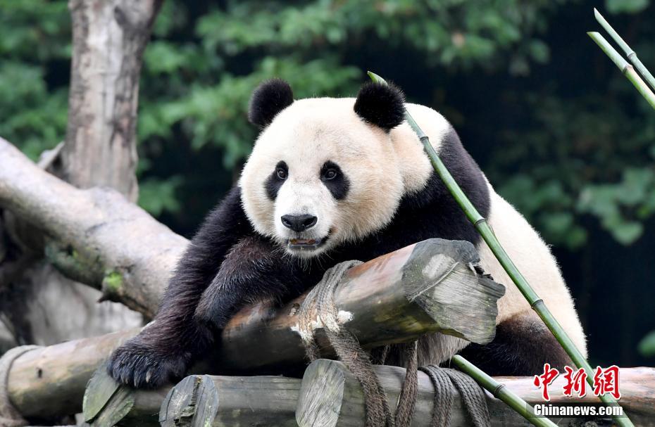 海归大熊猫母子“白云”“小礼物”健康状况良好