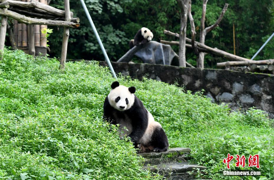 海归大熊猫母子“白云”“小礼物”健康状况良好