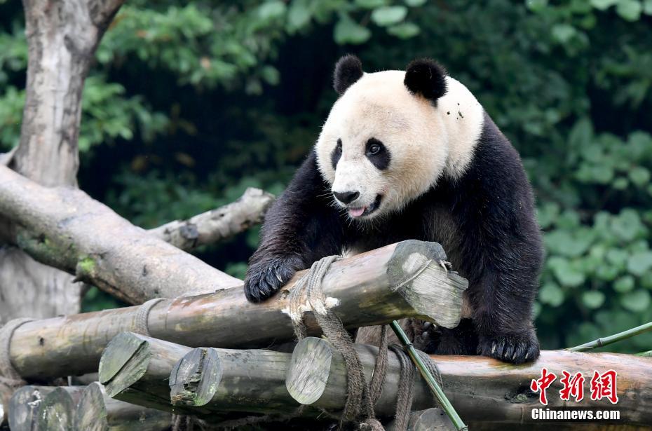 海归大熊猫母子“白云”“小礼物”健康状况良好