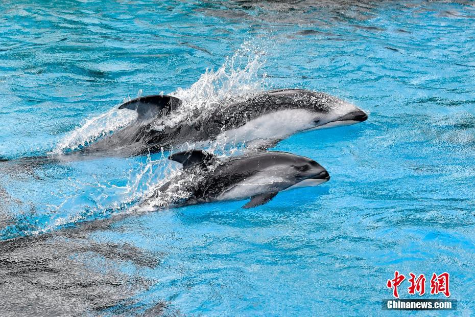 珠海三头新生太平洋白边海豚宝宝与游客见面