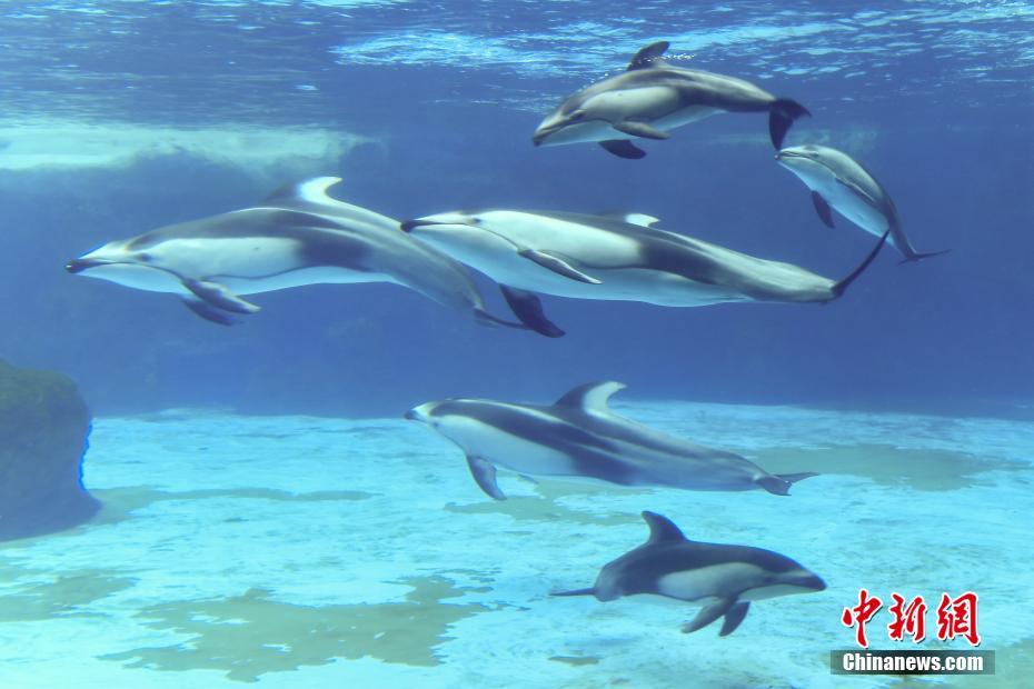 珠海三头新生太平洋白边海豚宝宝与游客见面