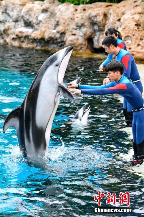 珠海三头新生太平洋白边海豚宝宝与游客见面