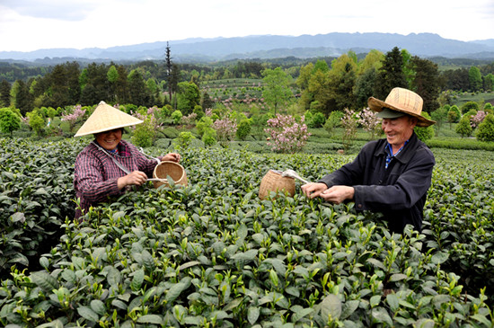 贵州省湄潭县大力发展茶叶产业，60万亩生态茶园实现了&ldquo;绿水青山变成金山银山&rdquo;，生态与经济协调发展。图为湄潭县湄江街道金花村茶农采茶 瞿欣含摄 _副本.jpg
