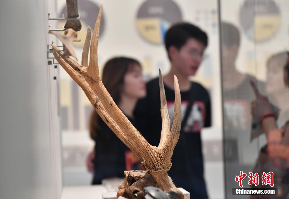 “申遗”成功 民众游览良渚博物院感受5000年文明史