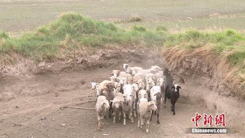 一牧场的羊群。 点击进入下一页