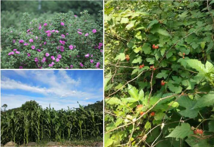 八月来马兰，在太行深处聆听大山里的天籁