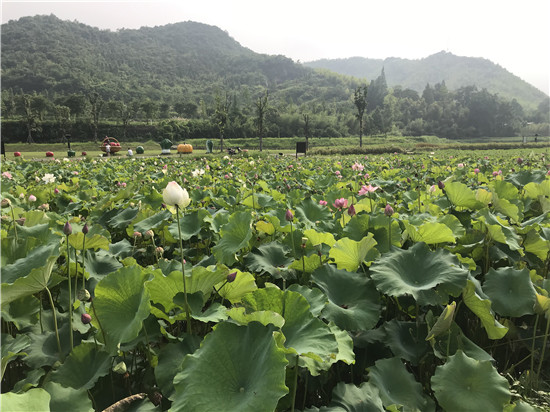 547a12335b44dbf210971b9031ea962b