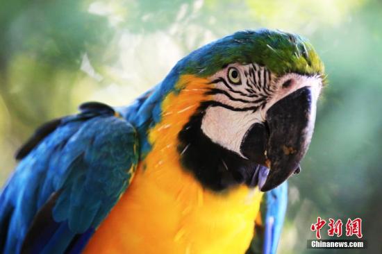资料图：鹦鹉。 <a target='_blank' href='http://www.chinanews.com/'>中新社</a>记者 王曦 摄