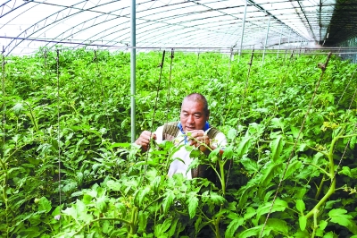 养老院在村里租地自建蔬菜大棚，每天为老人们提供各种有机蔬菜。