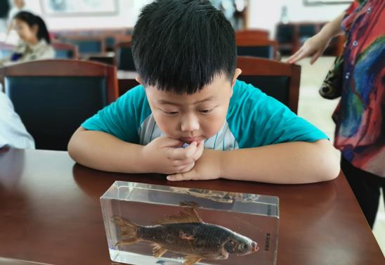 研学征文丨张轩豪：有趣的淡水鱼