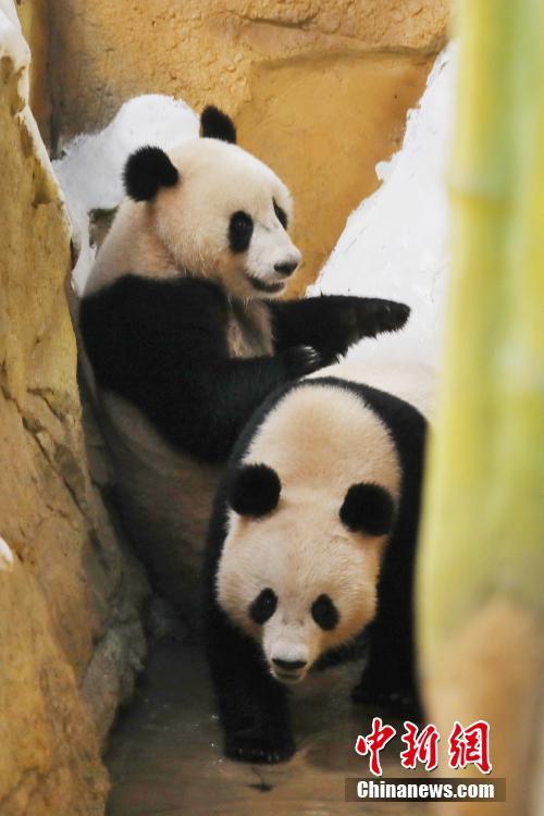 10只大熊猫落户南京紫清湖 其中6只是&ldquo;海归&rdquo;