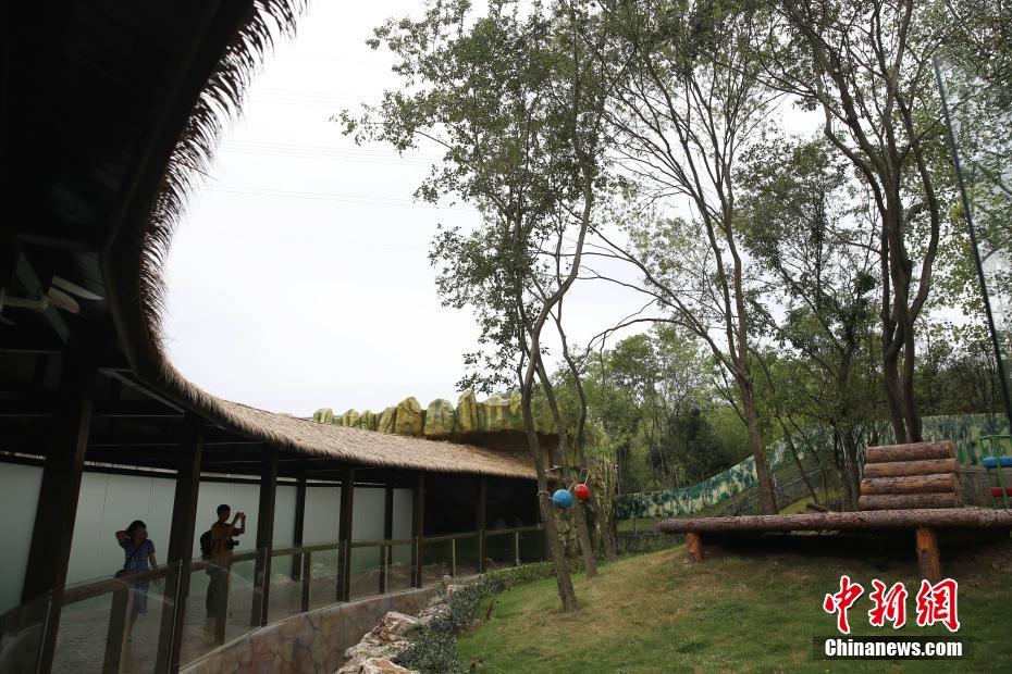 10只大熊猫落户南京紫清湖 其中6只是&ldquo;海归&rdquo;