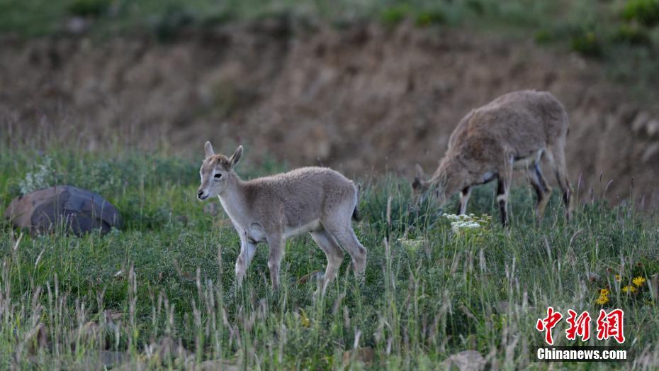 高原野生保护动物西藏山南地区觅食