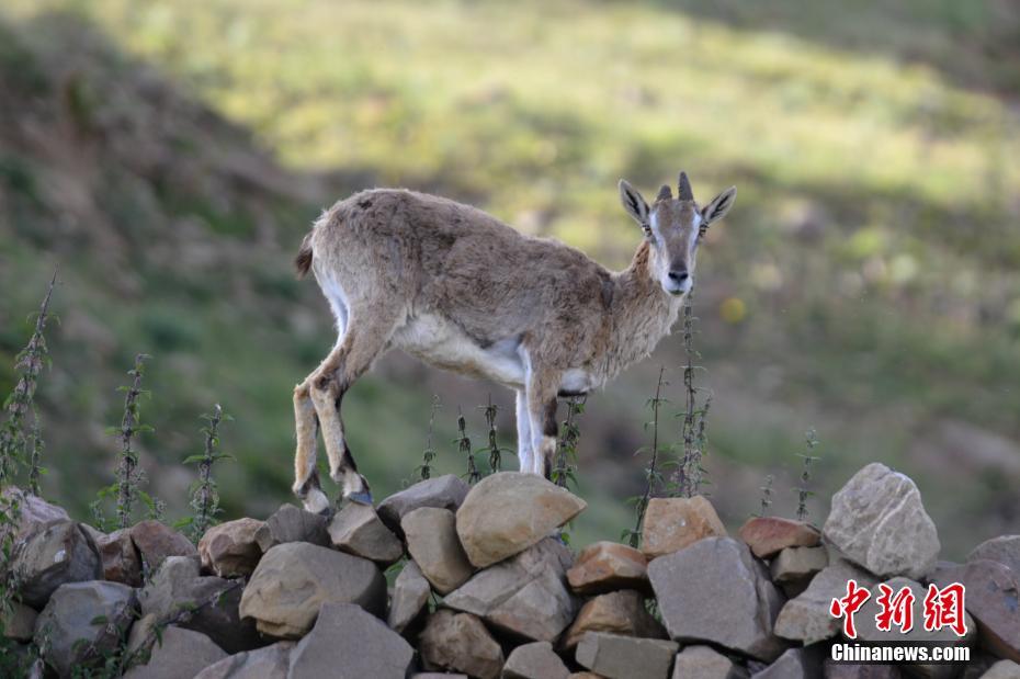 高原野生保护动物西藏山南地区觅食