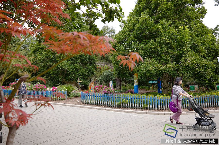 北京香山公园迎中秋举行多项活动。 佟丽萍摄 千龙网发