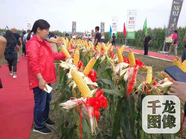 本次观摩的三个夏玉米优新品种“NK815”、“源丰10号”、“京农科738”是京津冀一体化联合审定重要成果。2015年开始，京津冀三地种子管理部门根据《关于建立京津冀一体化农作物品种审定机制的意见》要求，开展了京津冀一体化主要农作物品种联合试验审定工作，自意见实施五年以来，京津冀三地农业部门联合审定玉米品种7个，其中，“NK815”是2017年京津冀联合审定通过的首个夏玉米新品种, “京农科738”、“源丰10号”等6个品种2018年通过审定。为加快京津冀种业成果转化，优化京津冀主要农作物品种布局，提高京津冀农业生产水平，北京市种子管理站连续实施京津冀玉米新品种展示示范项目。2018年对京津冀联合审定的首个夏玉米新品种“NK815”安排示范5万亩，该品种在前期干旱少雨，7、8月份持续高温，降雨集中、大风、冰雹等灾害频发的极端气候条件下，果穗结实性良好，未出现花粒现象，未发生倒伏倒折，丰产性较好，深受农民的欢迎。2019年继续在京津冀三地安排“NK815”示范4万亩，持续扩大优新品种影响力。同时，对2018年通过京津冀联合审定的玉米新品种 “京农科738”安排示范1万亩，“源丰10号” 安排示范0.5万亩，并同步开展新品种栽培技术研究，以实现良种良法配套。