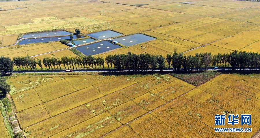 (在习近平新时代中国特色社会主义思想指引下&mdash;&mdash;新时代新作为新篇章&middot;总书记关心的百姓身边事&middot;图文互动)（4）为了百姓餐桌上热腾腾的一碗好饭&mdash;&mdash;粮食品种升级满足舌尖上的新期待