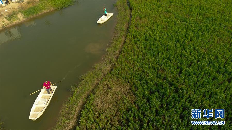 (在习近平新时代中国特色社会主义思想指引下&mdash;&mdash;新时代新作为新篇章&middot;总书记关心的百姓身边事&middot;图文互动)（3）为了百姓餐桌上热腾腾的一碗好饭&mdash;&mdash;粮食品种升级满足舌尖上的新期待