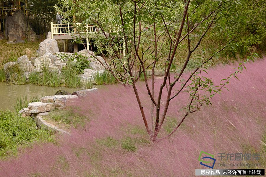 2019年10月10日，北京紫竹院公园里有一处粉黛乱子花海，似云似雾，如梦如幻，犹如在童话。佟丽萍摄 千龙网发