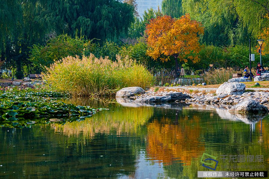 2019年10月23日，深秋将至，北京一年当中最浪漫的赏叶季也翩跹而来金黄色、深红色⋯⋯交相辉映甚是“醉人”。市园林绿化局公布了16处精品赏红片区，市民可以就近前往，尽情享受金秋之美。图为玉渊潭公园秋花妍丽，秋叶初黄，吸引不少市民游览赏景。赵熔摄  千龙网发