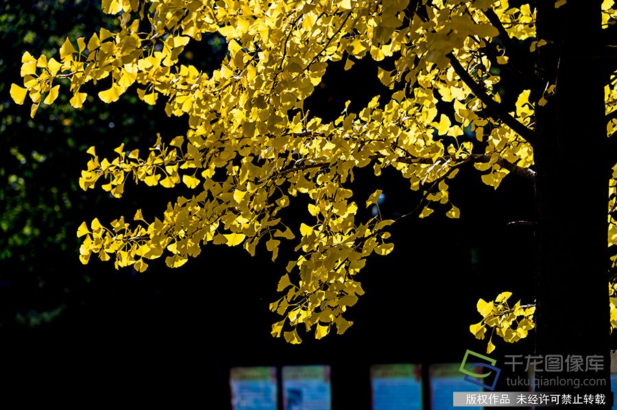 目前园区内白蜡、枫树、槭树、银杏、金枝国槐、芦苇等已经全部进入最佳观赏期，植物园已经呈现秋色绚烂的景观。王保生摄 千龙网发