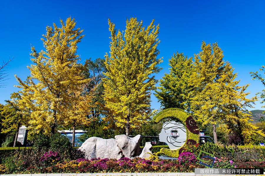 目前园区内白蜡、枫树、槭树、银杏、金枝国槐、芦苇等已经全部进入最佳观赏期，植物园已经呈现秋色绚烂的景观。王保生摄 千龙网发