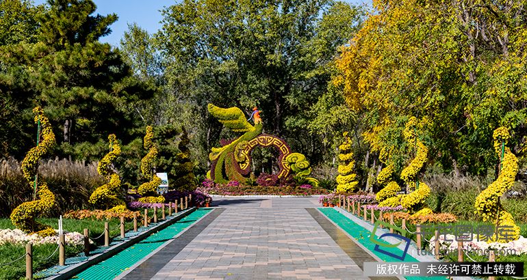 目前园区内白蜡、枫树、槭树、银杏、金枝国槐、芦苇等已经全部进入最佳观赏期，植物园已经呈现秋色绚烂的景观。王保生摄 千龙网发