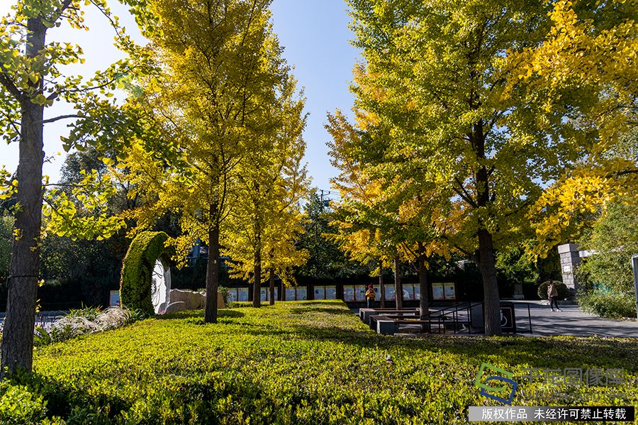 目前园区内白蜡、枫树、槭树、银杏、金枝国槐、芦苇等已经全部进入最佳观赏期，植物园已经呈现秋色绚烂的景观。王保生摄 千龙网发