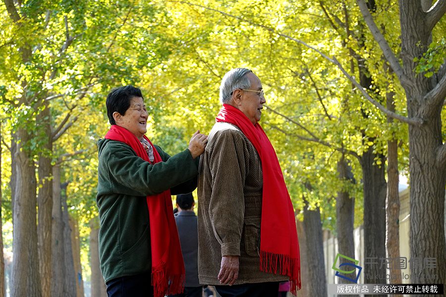 金秋银杏见证半个世纪的深情相伴。赵乃明摄 千龙网发