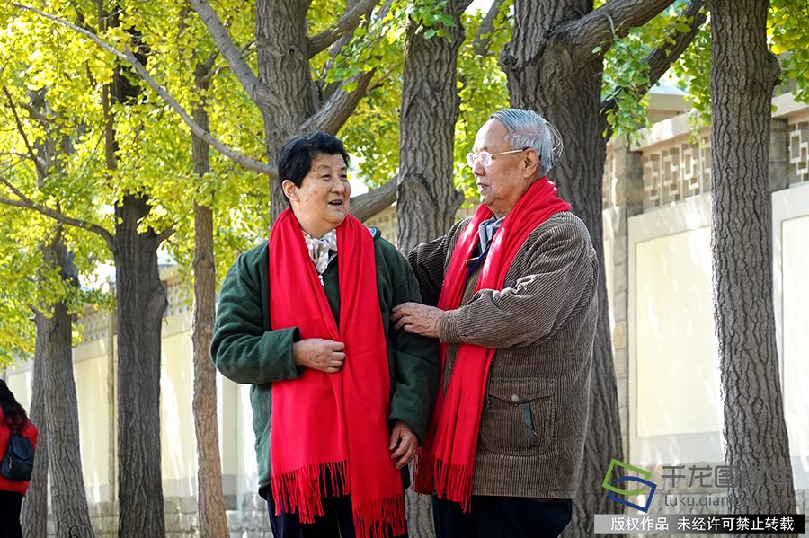 金秋银杏见证半个世纪的深情相伴。赵乃明摄 千龙网发