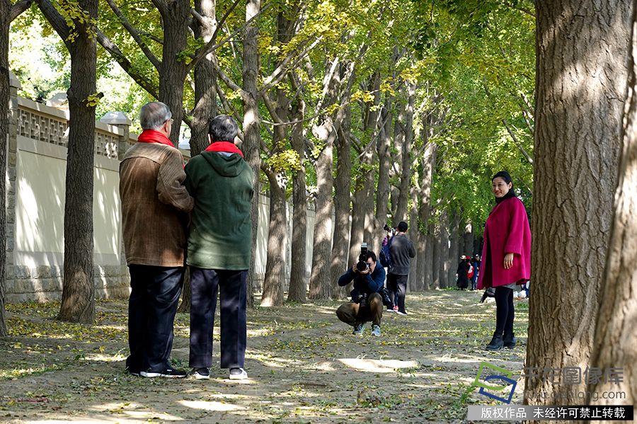 金秋银杏见证半个世纪的深情相伴。赵乃明摄 千龙网发