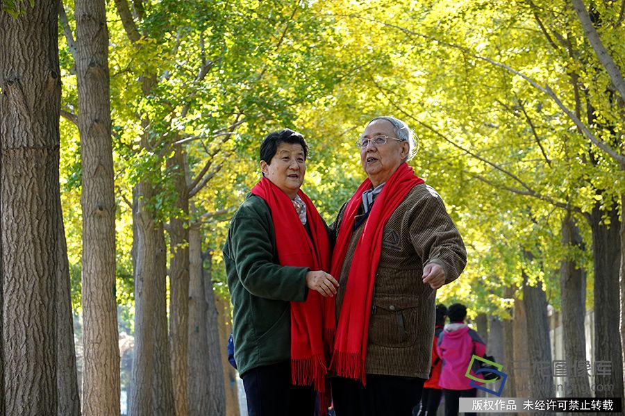 金秋银杏见证半个世纪的深情相伴。赵乃明摄 千龙网发