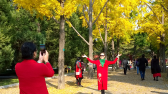 地坛公园内共有200余株银杏树，全部栽植于上个世纪50年末。鲁金富摄 千龙网发