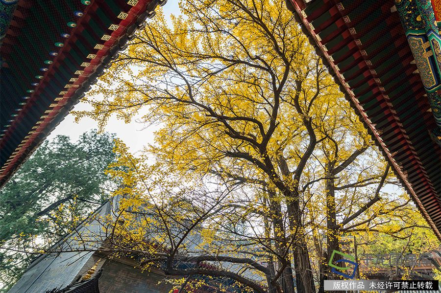 西山八大处公园古树参天，特别是大悲寺内的两株古银杏树，树龄在800年以上，每到深秋，黄叶纷落，满地碎金。王保生摄 千龙网发