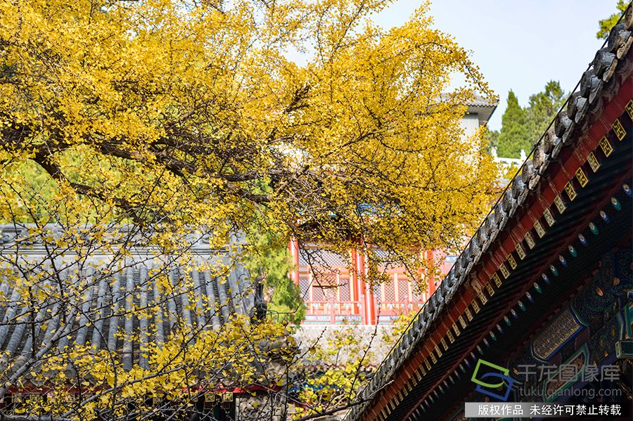 2019年11月9日，深秋的北京处处是五彩斑斓的美景。王保生摄 千龙网发