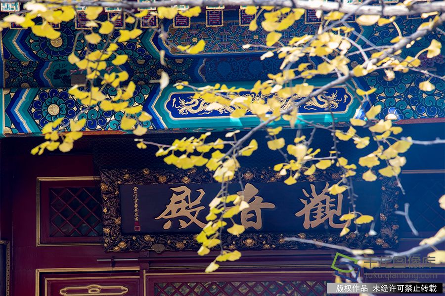在二处灵光寺院内的银杏树正枝繁叶茂。观音殿、玉佛店、佛牙舍利塔前的银杏树，正是最佳观赏期。王保生摄 千龙网发
