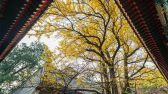 西山八大处公园古树参天，特别是大悲寺内的两株古银杏树，树龄在800年以上，每到深秋，黄叶纷落，满地碎金。王保生摄 千龙网发