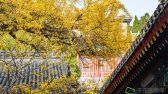 2019年11月9日，深秋的北京处处是五彩斑斓的美景。王保生摄 千龙网发