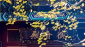 在二处灵光寺院内的银杏树正枝繁叶茂。观音殿、玉佛店、佛牙舍利塔前的银杏树，正是最佳观赏期。王保生摄 千龙网发