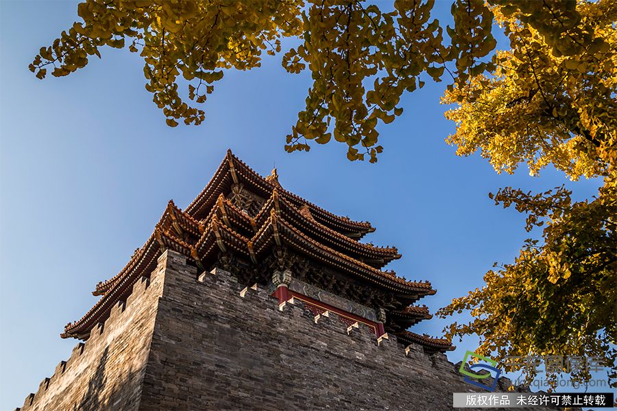 2019年11月8日，北京故宫博物院护城河畔秋色正浓，古建与银杏黄叶交相呼应。何嵘摄 千龙网发