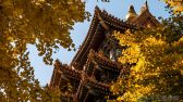 2019年11月8日，北京故宫博物院护城河畔秋色正浓，古建与银杏黄叶交相呼应。何嵘摄 千龙网发