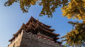 2019年11月8日，北京故宫博物院护城河畔秋色正浓，古建与银杏黄叶交相呼应。何嵘摄 千龙网发