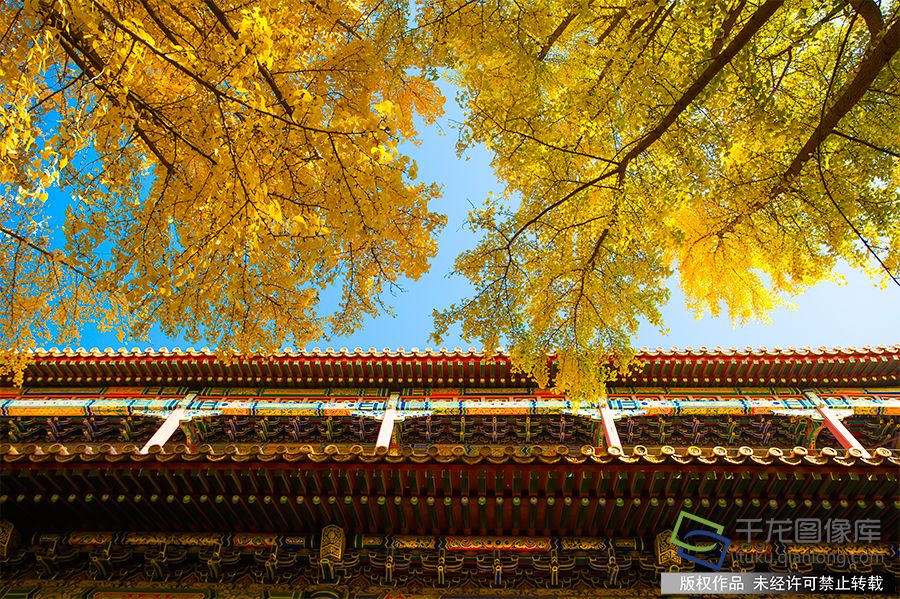 北京故宫博物院秋色如画，树叶嬉笑，柿子打闹，紫禁城内外生机盎然（2019年11月8日摄）。武辉摄 千龙网发
