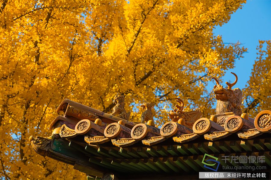 北京故宫博物院秋色如画，树叶嬉笑，柿子打闹，紫禁城内外生机盎然（2019年11月8日摄）。武辉摄 千龙网发