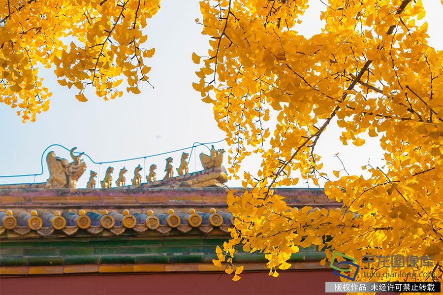 北京故宫博物院秋色如画，树叶嬉笑，柿子打闹，紫禁城内外生机盎然（2019年11月8日摄）。武辉摄 千龙网发