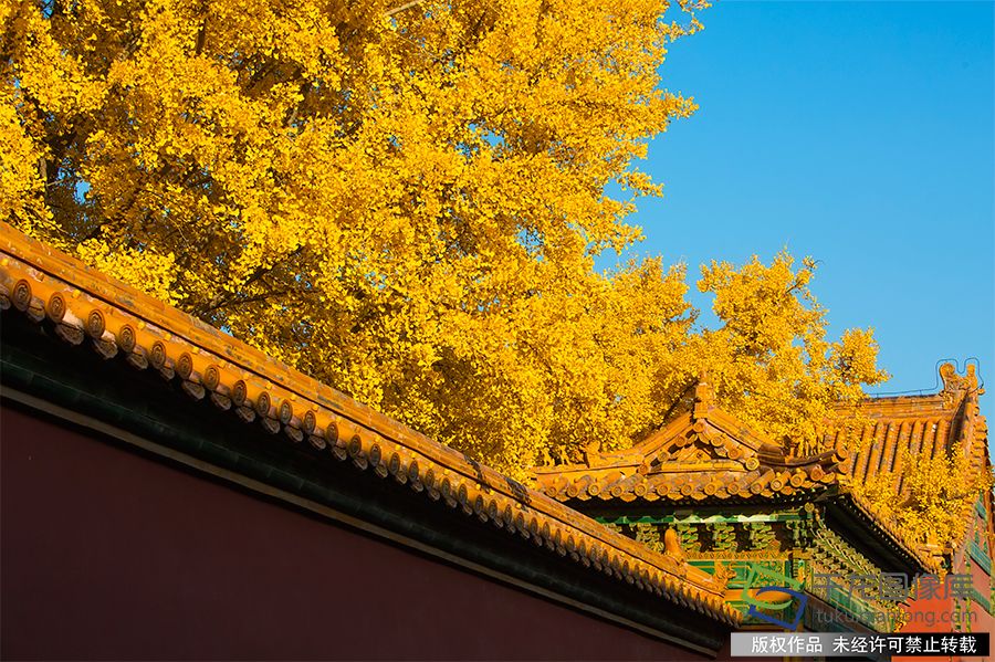 北京故宫博物院秋色如画，树叶嬉笑，柿子打闹，紫禁城内外生机盎然（2019年11月8日摄）。武辉摄 千龙网发