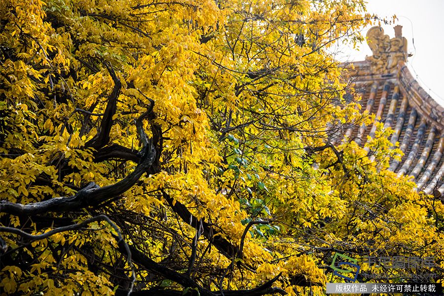 北京国子监古柏苍松，碧瓦红墙，落叶满园，游客络绎不绝（2019年11月12日摄）。博湘摄 千龙网发