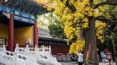 北京国子监古柏苍松，碧瓦红墙，落叶满园，游客络绎不绝（2019年11月12日摄）。博湘摄 千龙网发