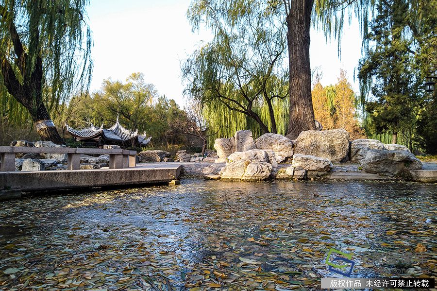 2019年11月17日下午大风袭京城，气温骤降。2019年11月18日陶然亭公园的湖水已经结冰了。时永平摄 千龙网发